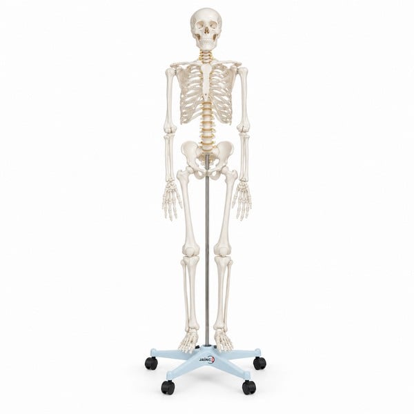 Transparent Human Skeleton Tall 85cm